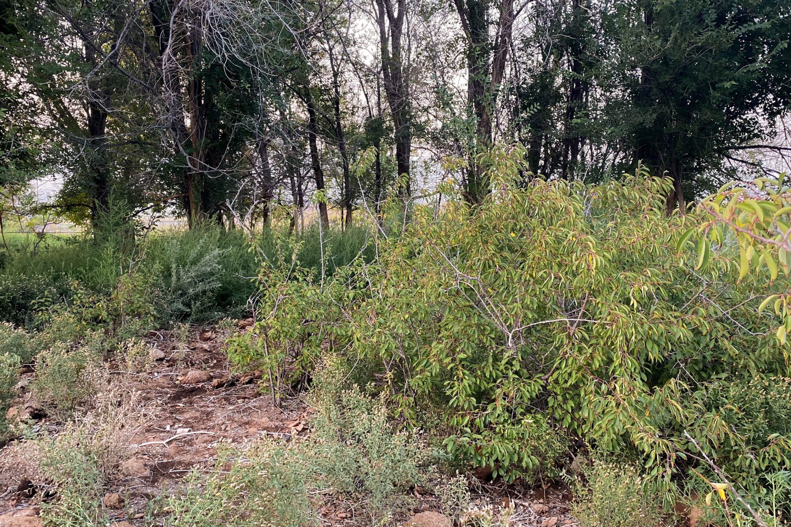 Naming Our New Property